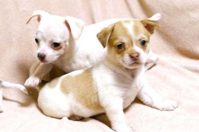 Wundersch�ne Chihuahua Welpen . 
