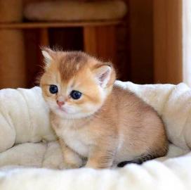 Britisch Kurzhaar K�tzchen