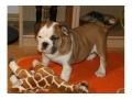 Super s��e reinrassige english bulldogge