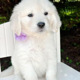 Golden Retriever Welpen zur Adoption Wha