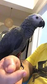 African grey parrots