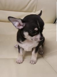 Wundersch?ne Chihuahua Welpen mit Papie