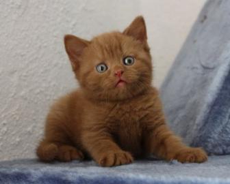 Geimpft, Entwurmt BKH Zuhause