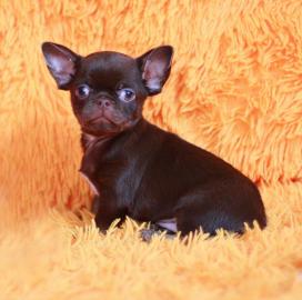 Chihuahua-Welpe f�r Ihre Familie