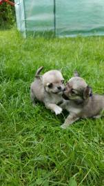 Reinrassige, wundersch�ne, typvolle Chih