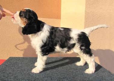 Cavalier King Charles spaniel mit Stammb
