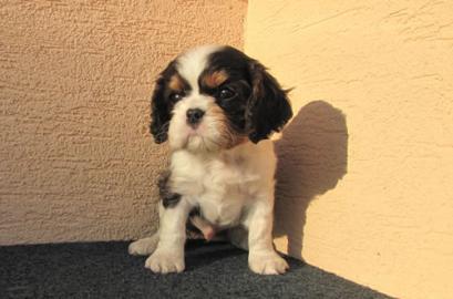 Cavalier King Charles spaniel mit Stammb