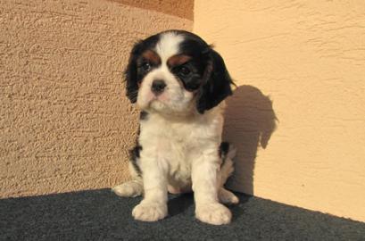 Cavalier King Charles spaniel mit Stammb
