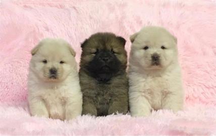 Wundersch?ne Chow Chow Welpen