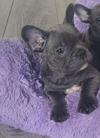 ,Reinrassige franz?sisch Bulldogge
