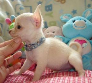 Chihuahua Welpen. 