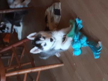Registrierte Siberian Husky Welpen!