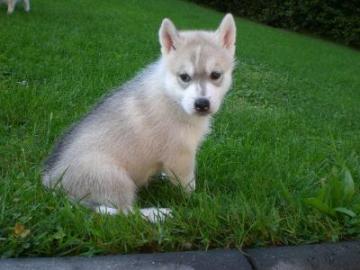 Siberian Husky-Welpen