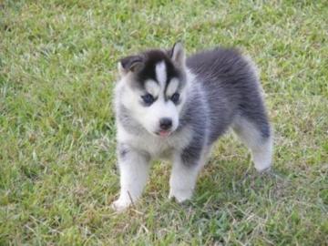 Siberian Husky-Welpen