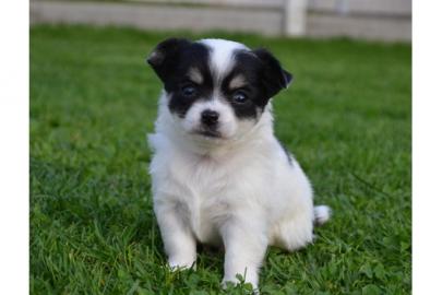 Mini-Chihuahua-Welpen (Langhaar und.  Kur