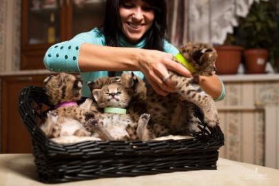 Serval und SavannahKatzen zum Verkauf