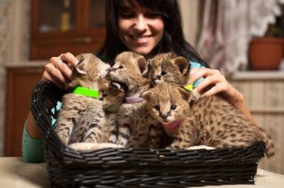 Serval und SavannahKatzen zum Verkauf