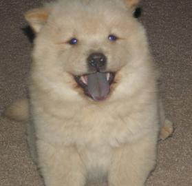 Chow Chow puppies