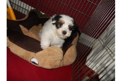 AKC Registered Biewer Yorkshire Terrier