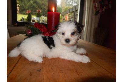 AKC Registered Biewer Yorkshire Terrier