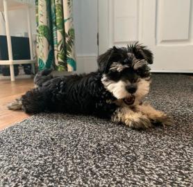 Schnauzerwelpen WhatsApp (+4368110781748