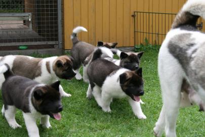 American Akita Welpen mit P