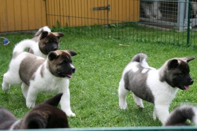 American Akita Welpen mit P
