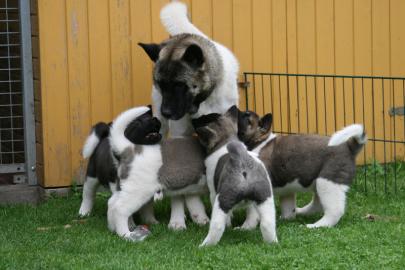 American Akita Welpen mit P