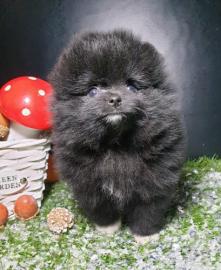 MINI schwarzer Pomeranian Spitz Welpe