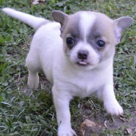 Chihuahua Puppies