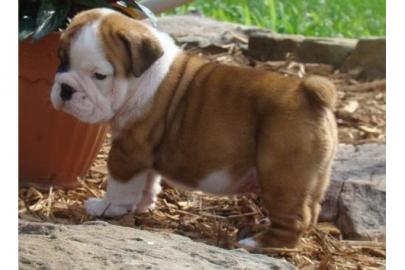 S��e Engl.  Bulldog Welpen m.  Papieren
