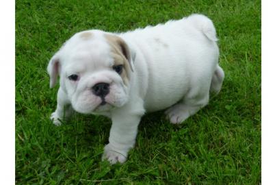 S��e Engl.  Bulldog Welpen m.  Papieren