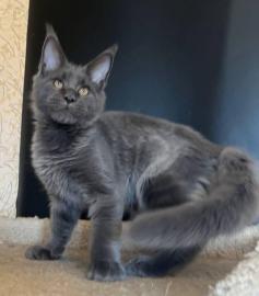 Maine-Coon-K�tzchen zu verkaufen!