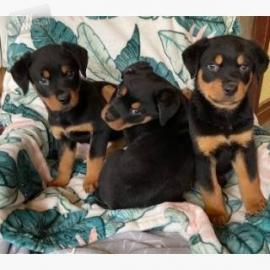 Zuckers??en Rottweiler Welpen abzugeben