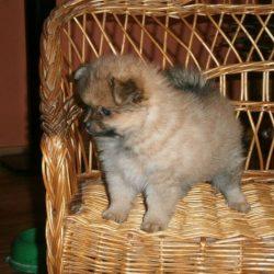 Pomeranian-Welpen whatsapp+237676636891