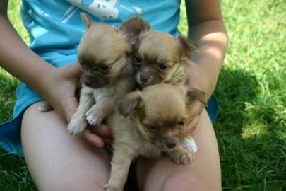 Reinrassige, S��e, Langhaar Chihuahua We