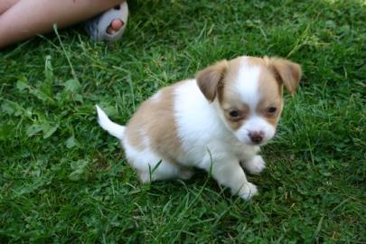 Reinrassige, S��e, Langhaar Chihuahua We