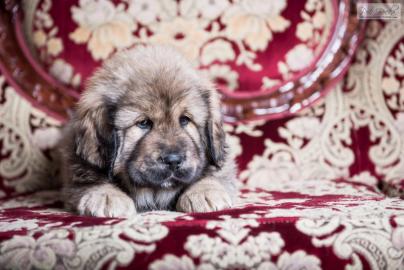 Tibetdogge (Do-Khyi) Welpen mit Papiere