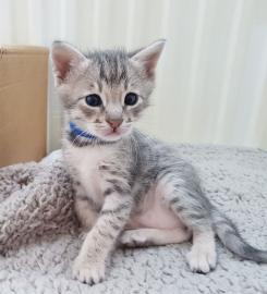 Savannah Kitten. tica Registriert