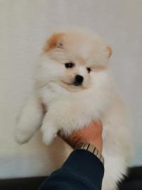 MINI Pomeranian Zwergspitz-Welpen