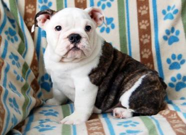 Super s��e English Bulldoggen Welpen abz