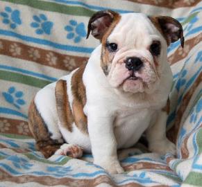 Super s��e English Bulldoggen Welpen abz