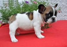 franz?sische Bulldog Welpen mit Papier