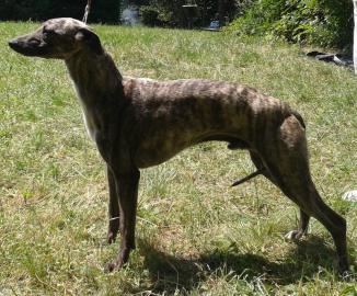 Whippet R�de und H�ndin