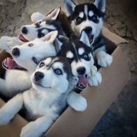 Ausgezeichnete Siberian Husky-Welpen