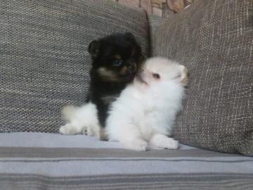 Pomeranian Zwergspitz wei? Mini
