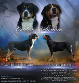 Grosser Schweizer Sennenhund FCI Welpen