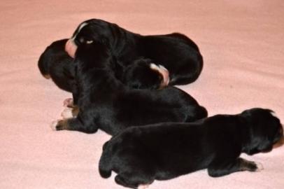 Grosser Schweizer Sennenhund FCI Welpen