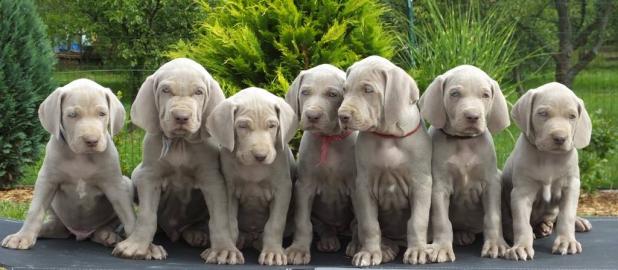 Weimaraner Kurzhaar aus exklusiver Verb. 