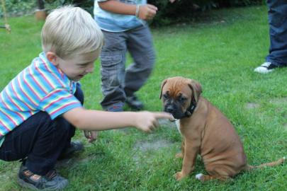 Boxer Welpen